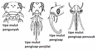 Kingdom Animalia Filum Arthropoda dan Echinodermata 