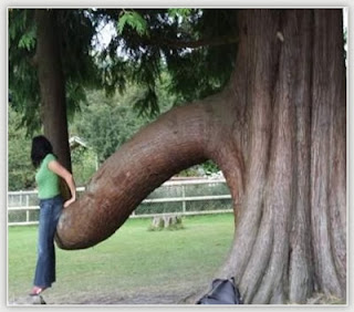 Funny Tree