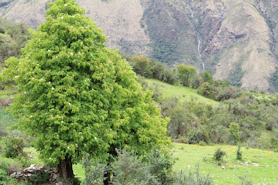 Elderberry Tree