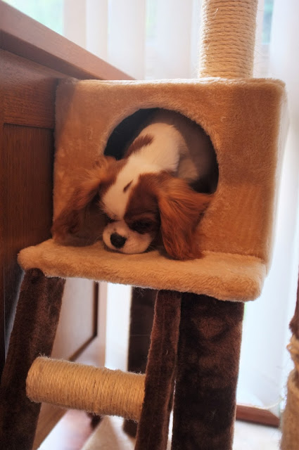 brown and white puppy head pokes out of cat tree hole