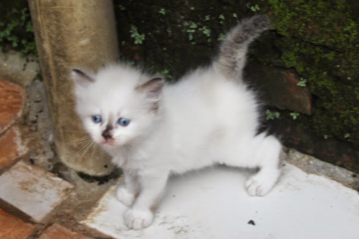 HARGA ANAK KUCING HIMALAYA ~ SEGITU PETSHOP