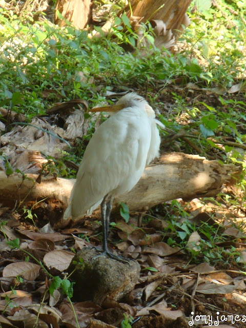 Small White Heron, Kokku