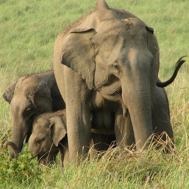 Foto Foto Binatang Gambar Gajah 