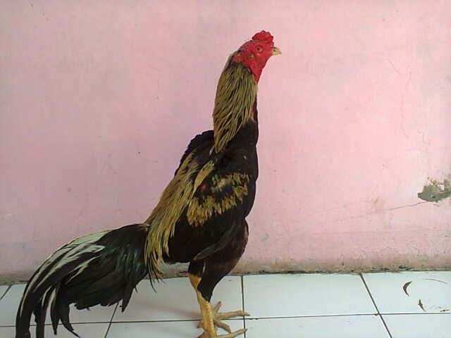  Warna  Ayam  Pamangon Wido  Yang Bagus Ciri ciri Ayam  