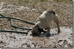 IMG_1030