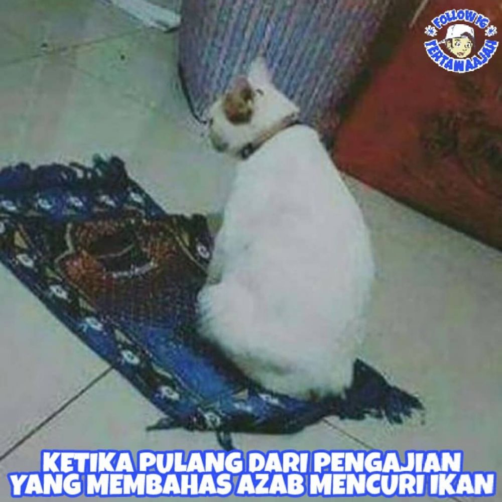 Gambar Meme Kocak Kucing Guyonreceh
