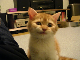 funny cat pictures, smiling cat