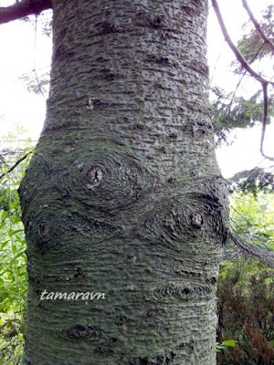 Пихта белокорая / Пихта почкочешуйная (Abies nephrolepis)