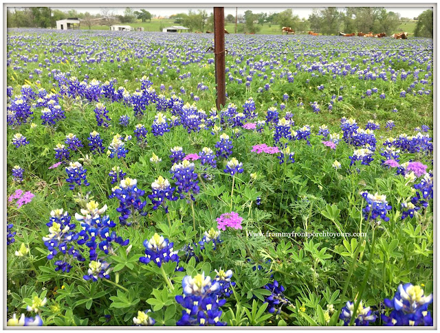 Texas Bluebonnets-Field-Wildflowers-From My Front Porch To Yours