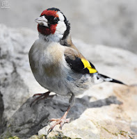  jilguero europeo (Carduelis carduelis)