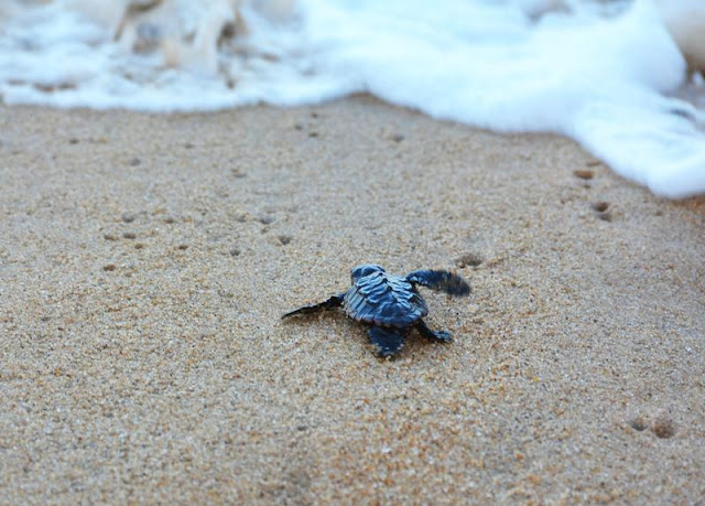 http://vnoticia.com.br/noticia/2302-soltura-de-tartarugas-em-atafona-vira-atracao-para-turistas-e-moradores-da-praia