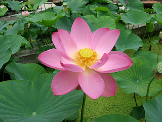 The mystery superhidrofob lotus image