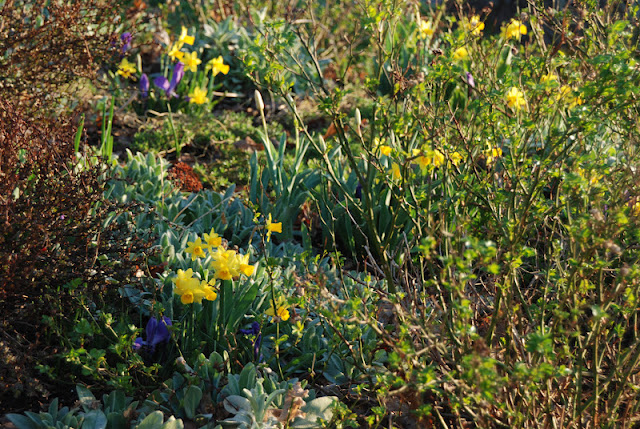 Narcissus 'Tete-a-tete' and Crocus 'Grand Maitre' with silvery lamb's ears (Stachys byzantine) in the Hill Garden. 