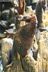 Caballitos de Mar de Nueva Inglaterra en el Acuario de Boston