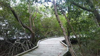 Mangrove Walk