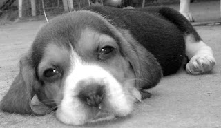 CACHORROS