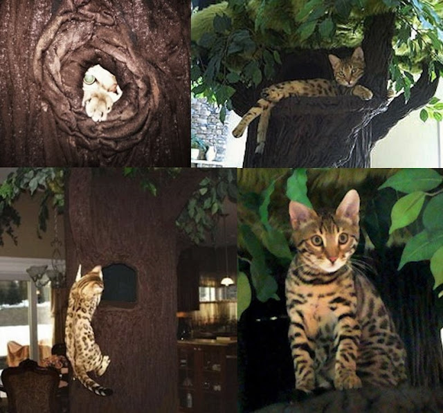 Best Cat Tree and Cat House