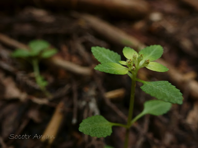 Chrysosplenium macrostemon