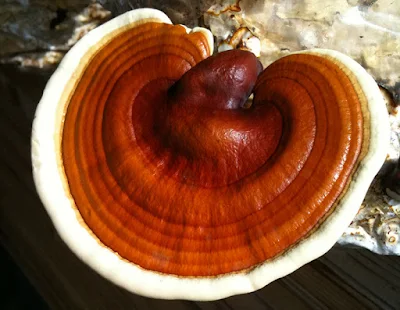 Ganoderma mushroom training