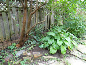 Toronto Fall Cleanup Before in a Riverdale backyard by Paul Jung Gardening Services--a Toronto Gardening Company