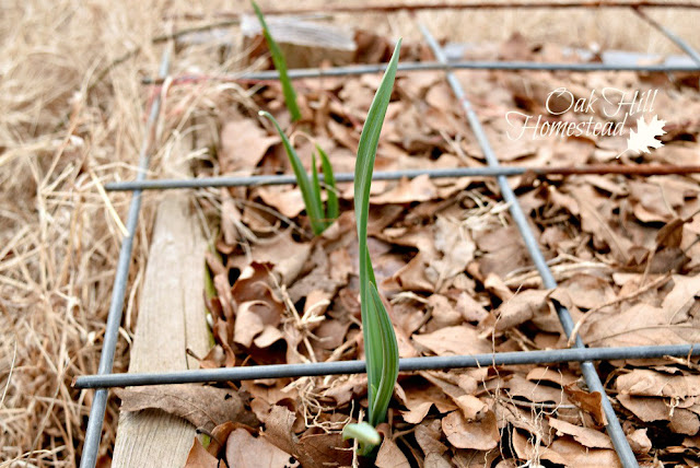 Garlic leaves growing up through the mulch in spring.