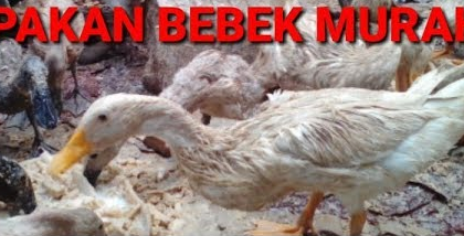 Cara Pembuatan Pakan Bebek Alternatif