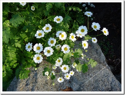 feverfew