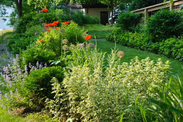 Orange poppies, blue catmint, purple allium and the soothing mounded form of variegated loosestrife, Lysimachia punctata 'Alexander' to anchor the corner of this garden walk.