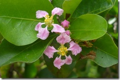 Acero2