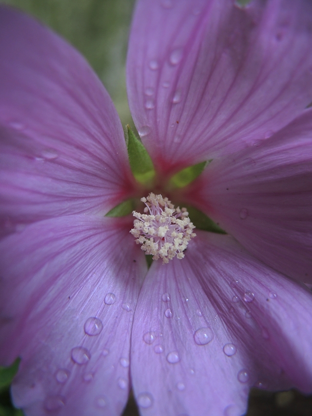 In mijn tuintjes: over mijn problematische achtertuin en de bloemen in  juni  2020