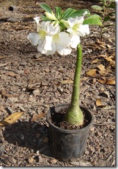 adenium white