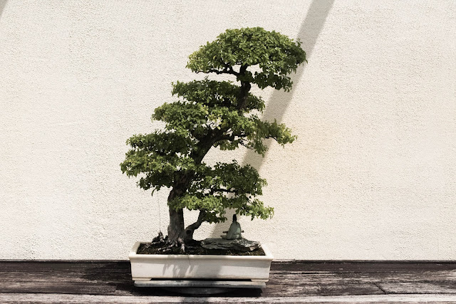 Bonsai Tree