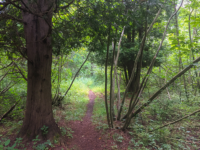 Ice Age Trail Dunes Segment in Two Rivers WI