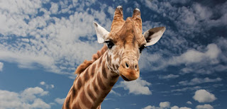 Is giraffe a mammal