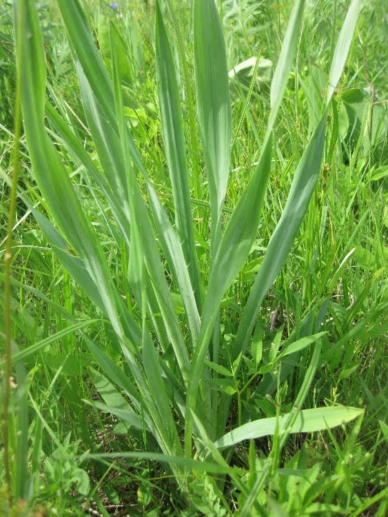 Yellow Star Grass Is Actually Not A Flower But An Ornamental Grass