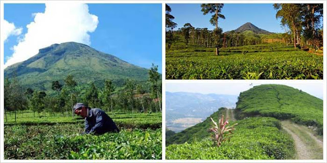 Tempat Wisata Pekalongan Kebun Teh Pagilaran