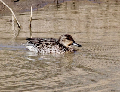 "Common Teal - Anas crecca - Female, winter visitor ,duck pond Achalgarh road Mount Abu."