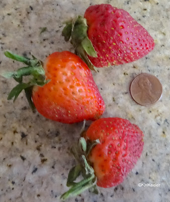 cultivated strawberries Fragaria x ananassa