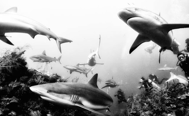 Underwater Realm - As incríveis imagens de um fotógrafo de Anuar Patjane