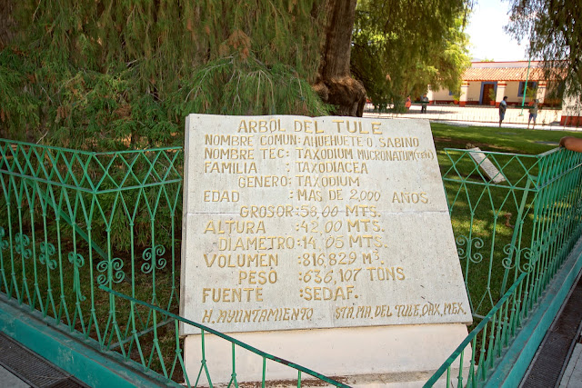 mexico, tule, tree, oaxaca, sky