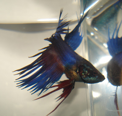 betta