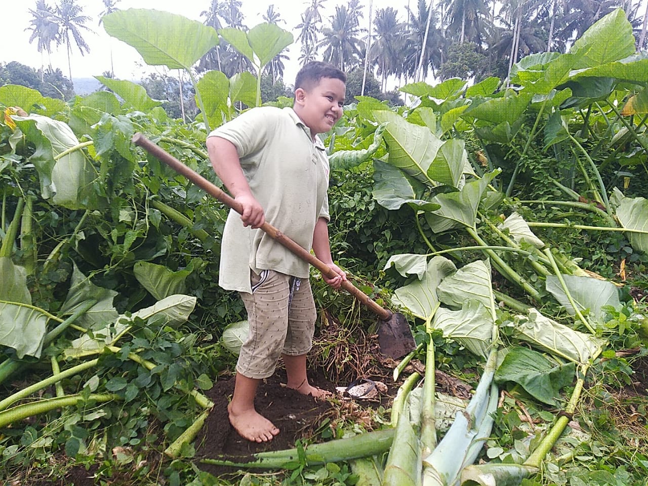 Owen Pangau Bantu Panen Ubi Talas