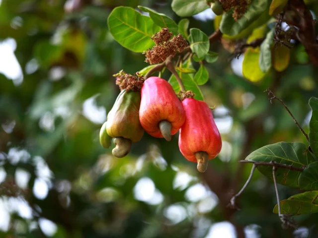 Medicinal Herbs: 35 Vegetable Foods For Better Sex Drive