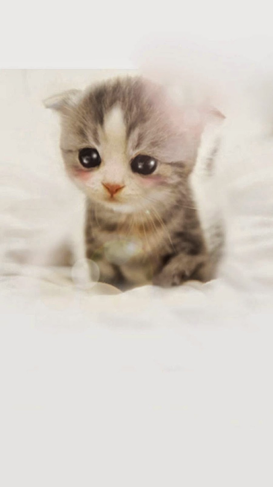  Wallpaper  Android  Gambar  Kucing Imut Lucu  WallpaperShit