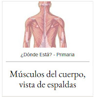 https://cienciasnaturales.didactalia.net/recurso/musculos-del-cuerpo-vista-de-espaldas-primaria/fc87d3e6-5200-4cca-b1be-71219de9d901