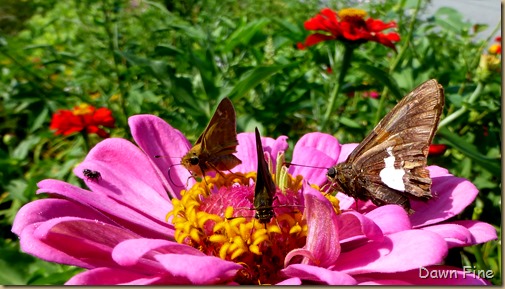 flowers and bugs_011