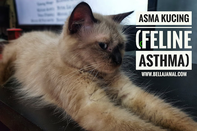 Asma Pada Kucing (Feline Asthma) - Ini Adalah Bellarina 