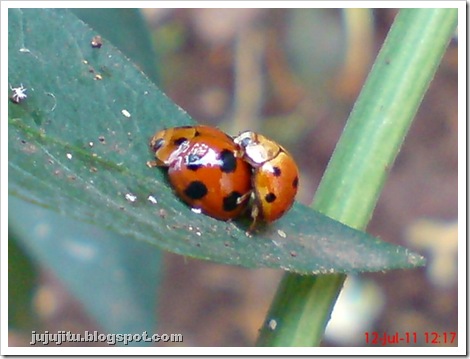 Coelophora inaequalis 9