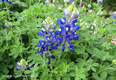 Annieinaustin,red dotted pollinated bluebonnet