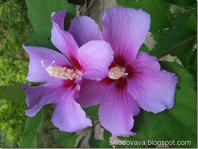 hibisco azul hibisco azul